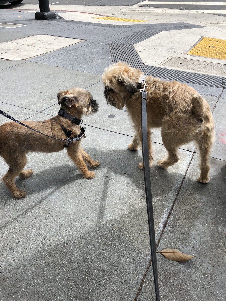 _NomChompsky's tweet photo. Memphis! 5 month old pupper! https://t.co/dd6bHyppiT
