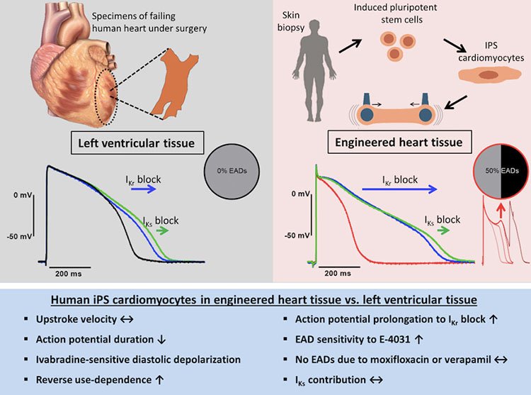 Action potential recordings from hiPSC engineered heart tissue provide a sensitive and specific assessment for IKr block induced arrhythmic triggers. ow.ly/Rma230kAqZ2