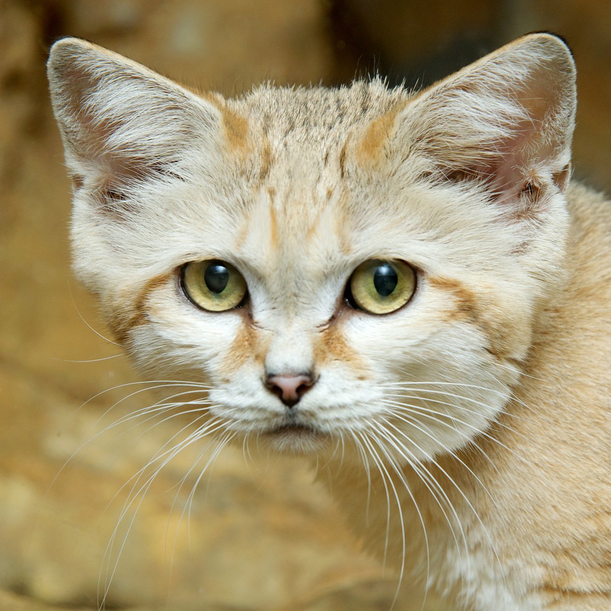 National Zoo on Twitter: National Zoo on Twitter: