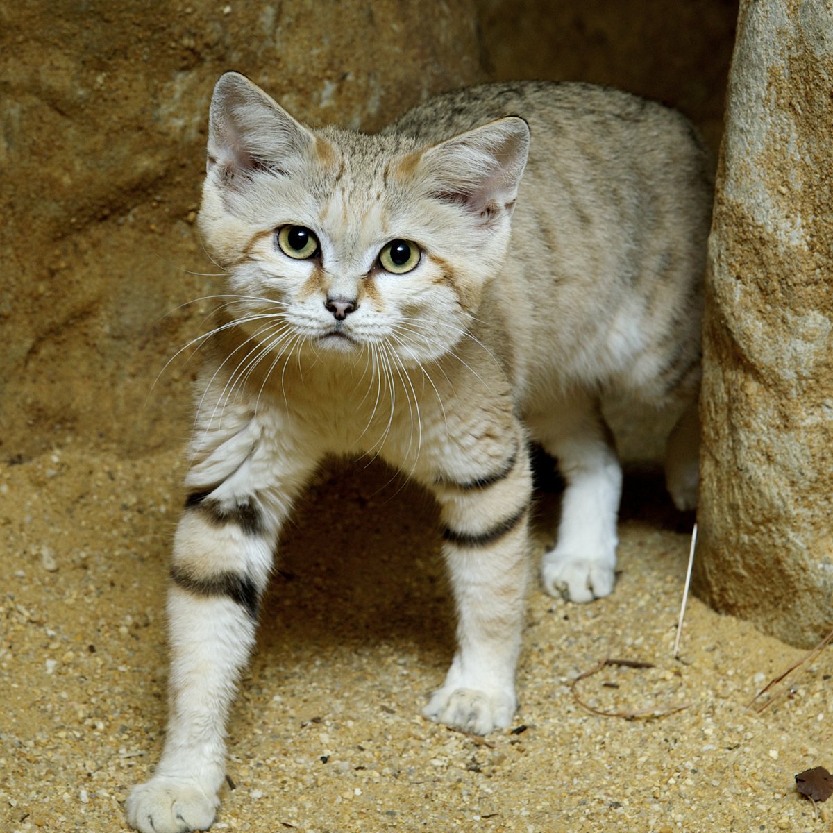 National Zoo on Twitter: National Zoo on Twitter: