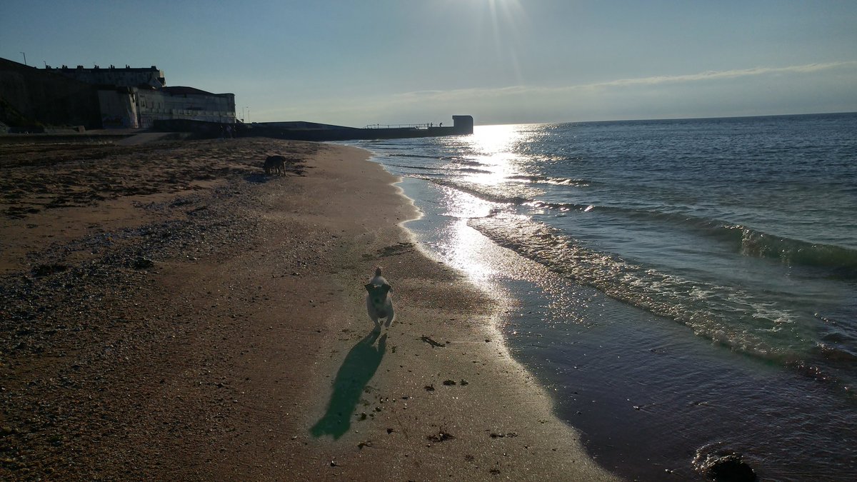 Little evening stroll. Wuff! #dogsoftwitter #sunnyevening #latewalk #beachbums #dogsarelove