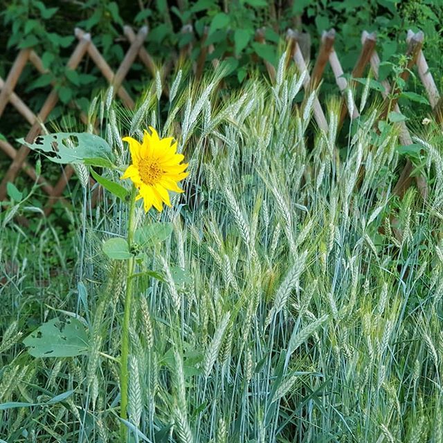 CaroFeely's tweet photo. Sunflower in wheat. #seanfeely #landscapepoetry #farmpoetry #organicfarm #biodynamic #jaimeleperigord #chateaufeely #organicwine #saussignac #organicvillage https://t.co/8t1Ng2cXNN https://t.co/uYhPzf3QSg