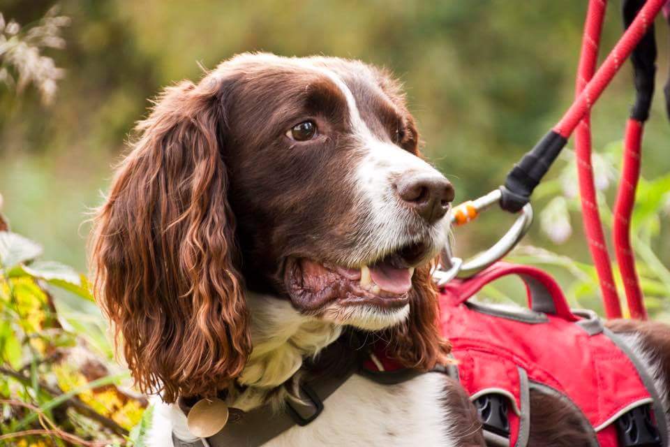 The one that started it all has celebrated his 12th birthday today! Retired #WaterVoleDetectionDog Stig has been very poorly lately, we didn't expect him to make it to today but he has come back fighting and thanks to our excellent vet Chris, he is almost back to normal!