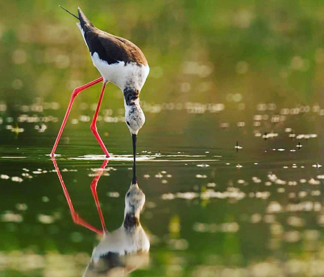 birdofficially's tweet photo. Kiss!
#bird #birdstagram #nature #naturelovers
#nature_perfection #natureza #mornings #sunrise
#green #relfection #mirrorpic #water #lake #d750
#nikon #nikontop#nikon_photography_
#nikonphotography #nikkorlens #nikkor600mmf4
#birdphotography #birdingphotography #birdwatching https://t.co/KRC9LVodIb