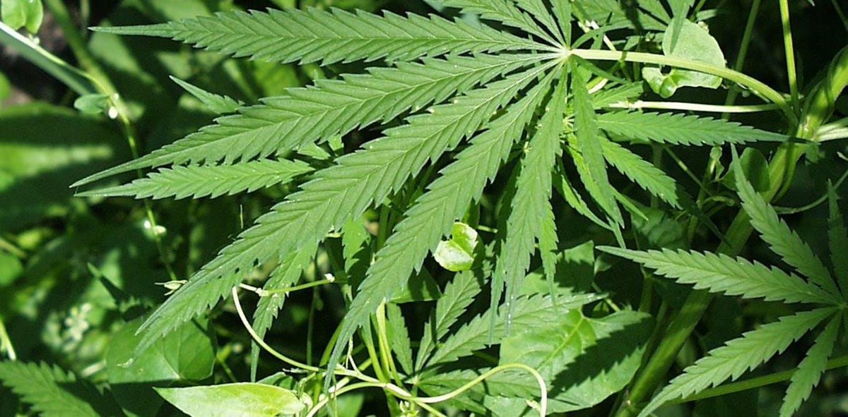 L'ambivalence du cannabidiol, produit récréatif ou thérapeutique ? bit.ly/2K7ArsU