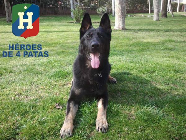 policia's tweet photo. Harley🐶 está buscando un hogar... Tiene 8 años y además de muy guapo, es cariñoso😍 y cuidadoso con los niños🤗 #AdoptaUnJubilado #AdoptaNoCompres https://t.co/6mdPDz0B6d https://t.co/09jA8x1ctc
