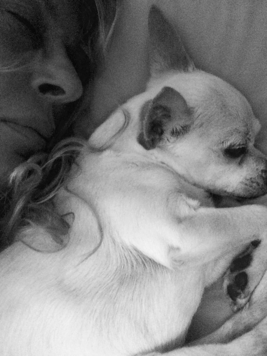 loredanapronio's tweet photo. @robertosaviano io accolgo gli animali a casa mia..tu a casa tua quanti immigrati e zingari hai? https://t.co/G7n3kBoAai