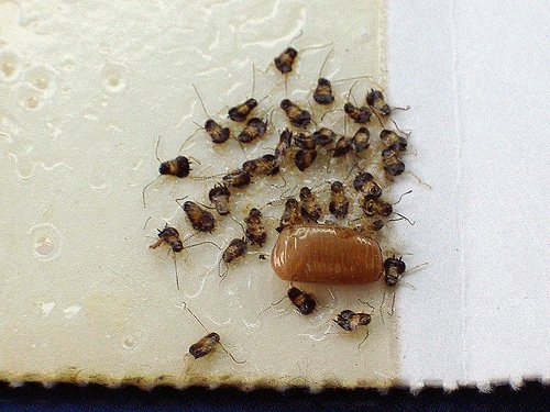 WBPest's tweet photo. It takes 103 days for a German Cockroach to become an adult. #DontWait #WBPestControl https://t.co/znxnNSJrKD