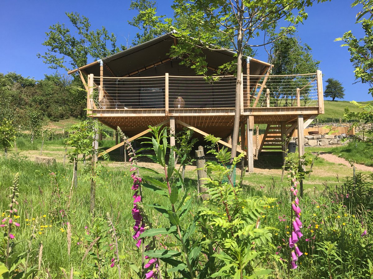 The Wild foxgloves are looking stunning here in #midwales <a href="/OaklandGlamping/">Oaklands Glamping & Treehouse</a> 

<a href="/visitwales/">Visit Wales 🏴󠁧󠁢󠁷󠁬󠁳󠁿</a> <a href="/homesandgardens/">Homes & Gardens</a> <a href="/GWmag/">BBC Gardeners' World Mag</a> <a href="/BBCGWLive/">BBCGWLive</a>