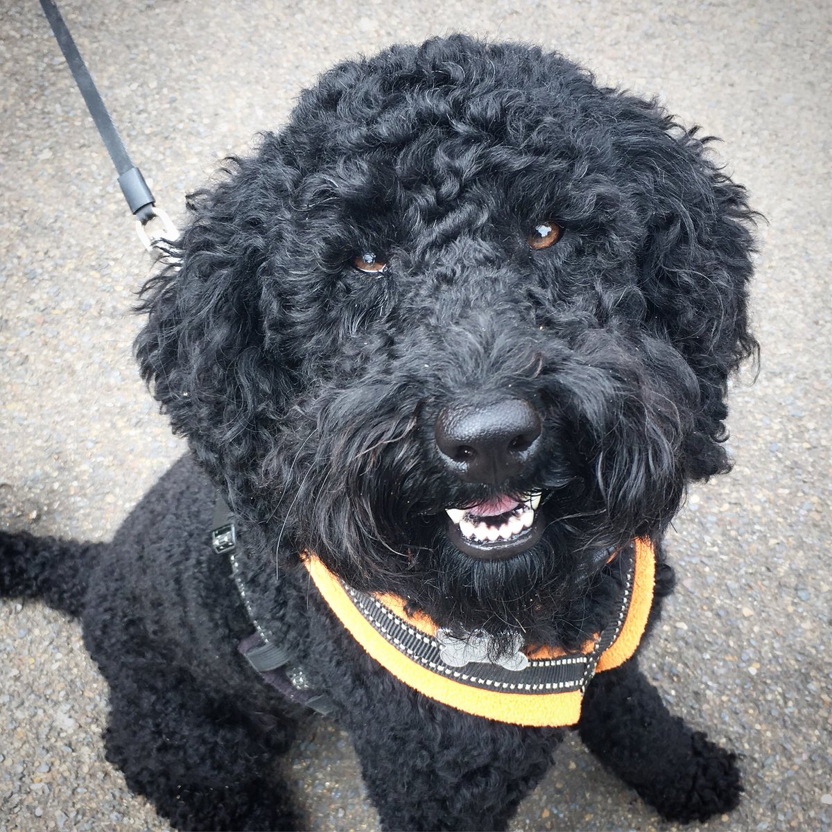 DogsOfLewes's tweet photo. Jet, long legged mini #poodle, 2.
Loves: The cast of the Archers, all French stuff, leopard print as a neutral
Dislikes: Sandpits, Organised religion, conkers #dogsoflewes #conkers #frenchstuff https://t.co/DYyxl35Er6