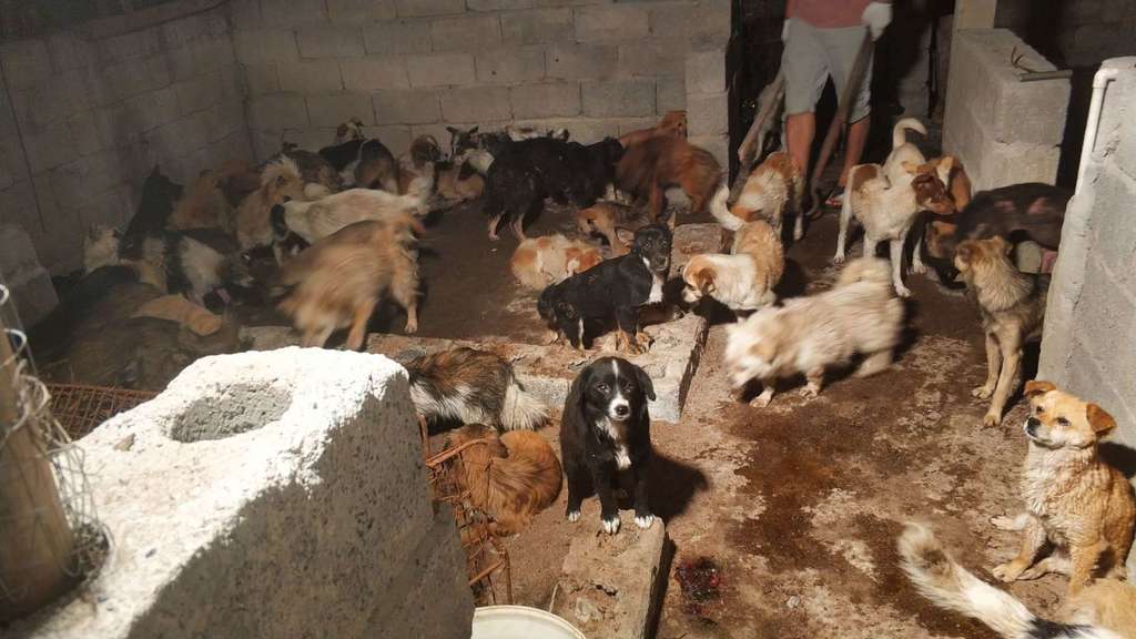humaneworldnews's tweet photo. (2/2) Now, 65 of the rescued dogs from the #Yulin slaughterhouse are being cared for at an HSI-supported veterinary shelter in northern China. Please, donate to help us fight this cruelty and protect animals worldwide: https://t.co/eVcm3MEpkH https://t.co/brHXhF3fAg