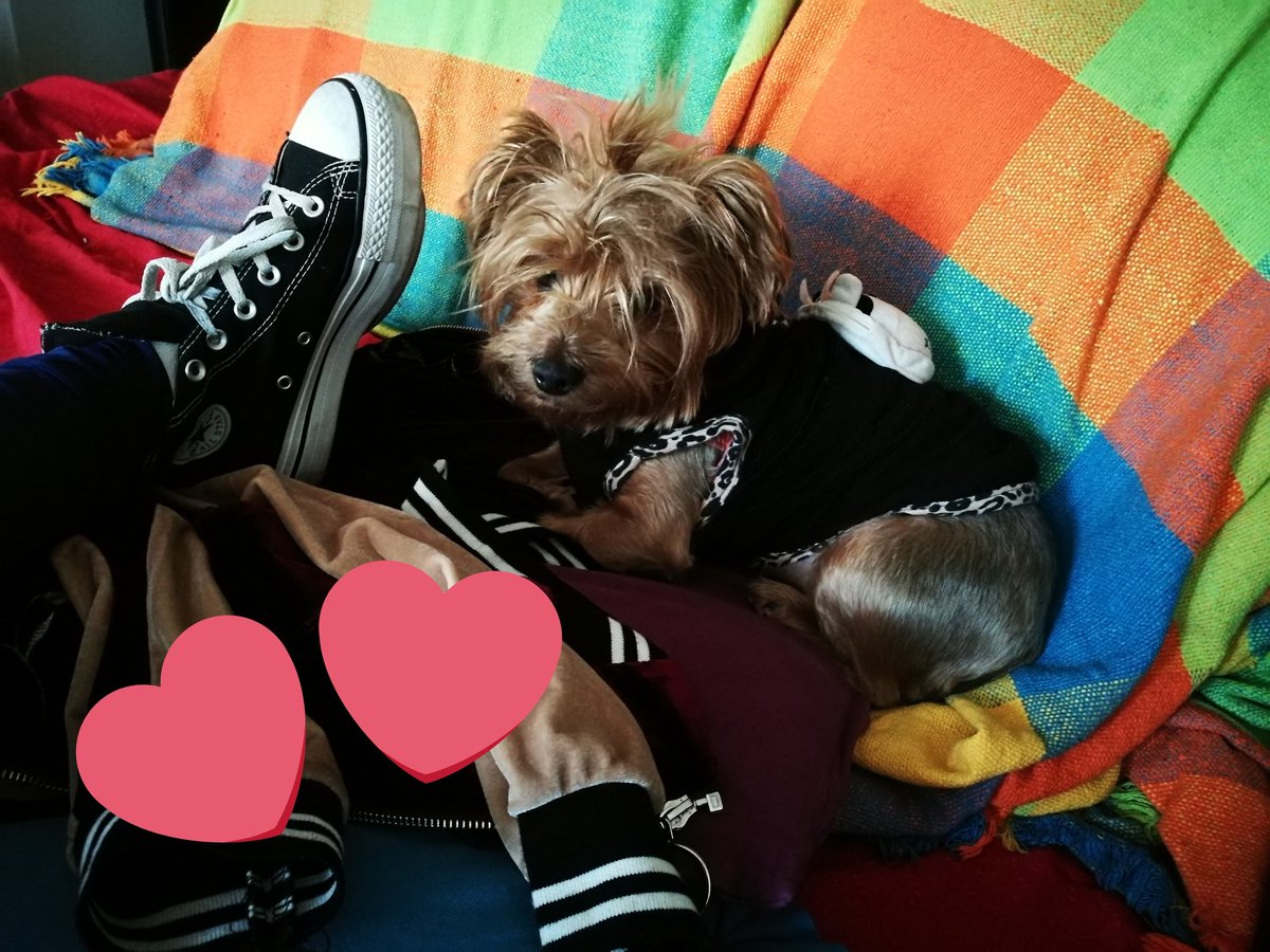 nadinisin's tweet photo. Ella #yorkielove
Sillon #zzzzzz
Zapas... #referiado https://t.co/KyuXNS4QSr