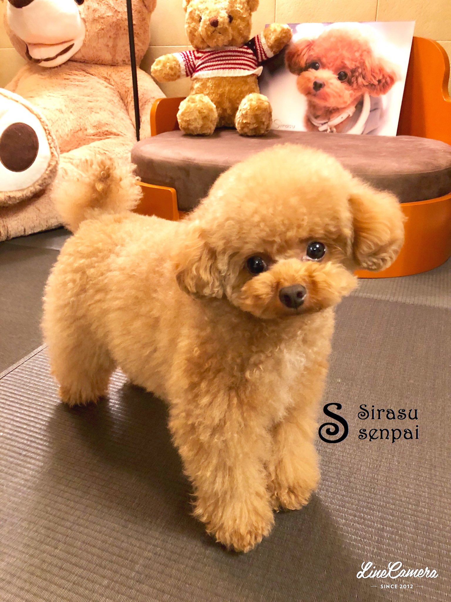 トイプー しらす先輩 もうチリリ始めたしらす先輩 セブンの犬猫ボックスティッシュ わんにゃんスクラッチ トイプードル インスタグラム しらす先輩 T Co J22ddcd8za Twitter