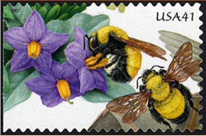 It's #PollinatorWeek! This stamp from the USPS 2007 'Pollination Issue' is on view now in the exhibition 'Beautiful Blooms: Flowering Plants on Stamps.' The stamp depicts two bumblebees doing their thing amidst a few Purple Nightshade blossoms. #savethebees #beethedifference