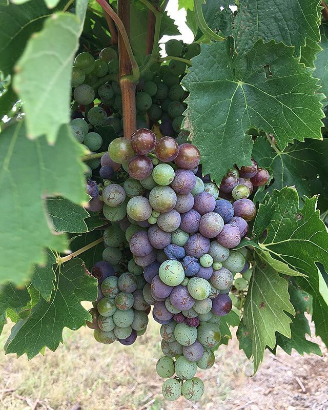 Veraison - the onset of ripening. The time when red grapes start to turn red, and white grapes, without changing color, become more translucent. Now we wait...30-70 days to be exact. That’s how long it can take for a grape to fully mature and be ready for harvest!