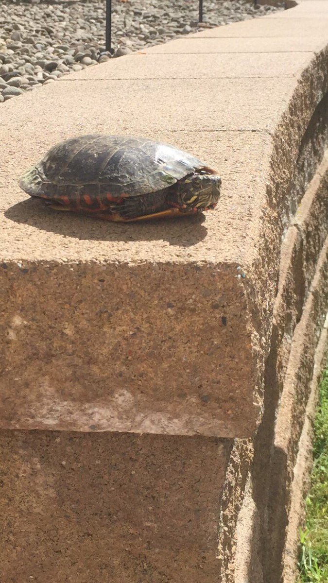 steph_alifano's tweet photo. so this is the turtle that lives under my back deck! π’ we named him Rock because he blends in with the many rocks in the area #RockTheTurtle https://t.co/5n9kKCWBhN