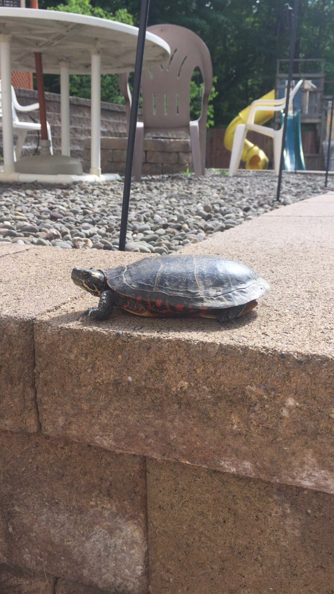 steph_alifano's tweet photo. so this is the turtle that lives under my back deck! π’ we named him Rock because he blends in with the many rocks in the area #RockTheTurtle https://t.co/5n9kKCWBhN