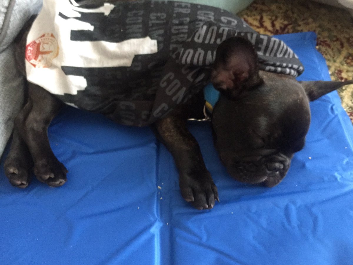 owlsrcute's tweet image. Cooling pad ✅ 

Two fans blowing at max ✅ 

Wet @BigClimb doo rag atop body ✅ 

#noACnoproblem