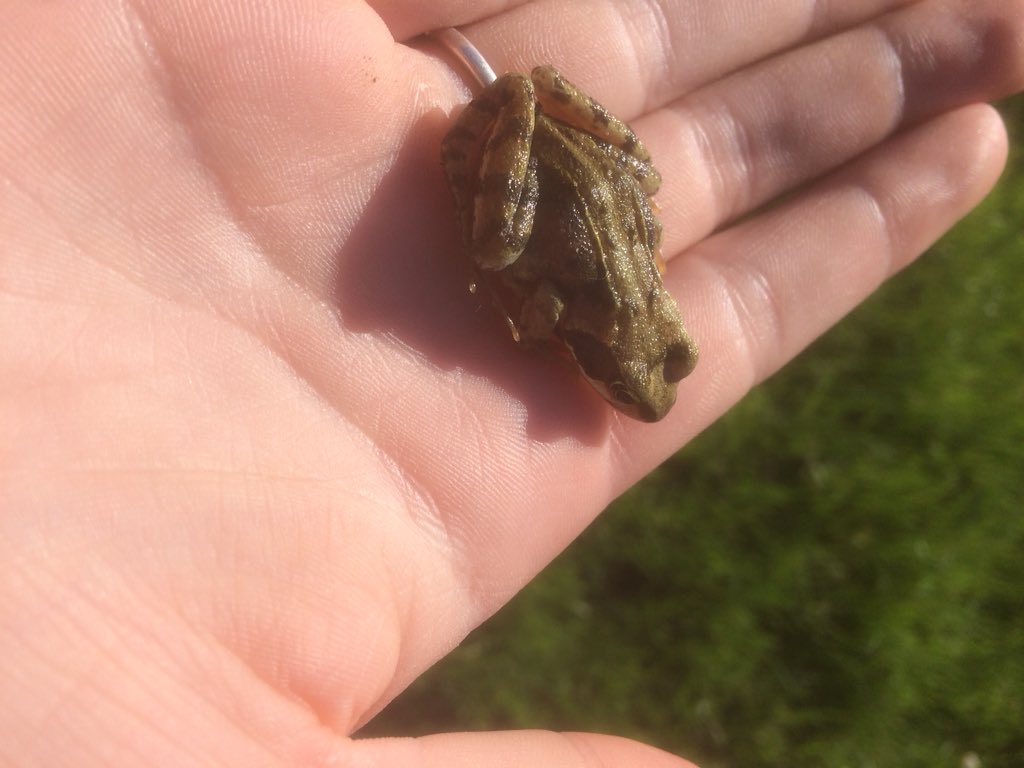 veerleee's tweet photo. Found this lil’ guy in my sisters garden today

Okay that’s a lie, her cat found him https://t.co/8mEv8H8GWg