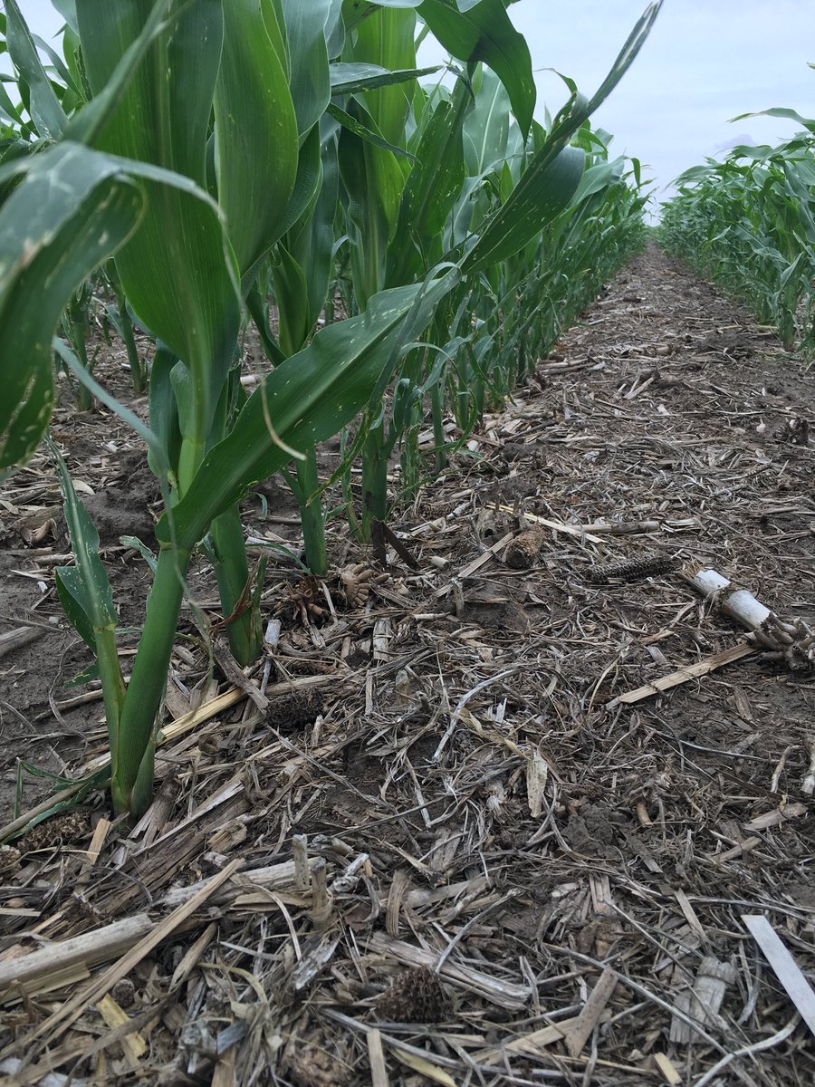sam_hagedorn_'s tweet photo. #P9404AM had perfect emergence in a test plot by Orient,SD. @PioneerSeeds #yieldhero https://t.co/J8mSmZ2gY4