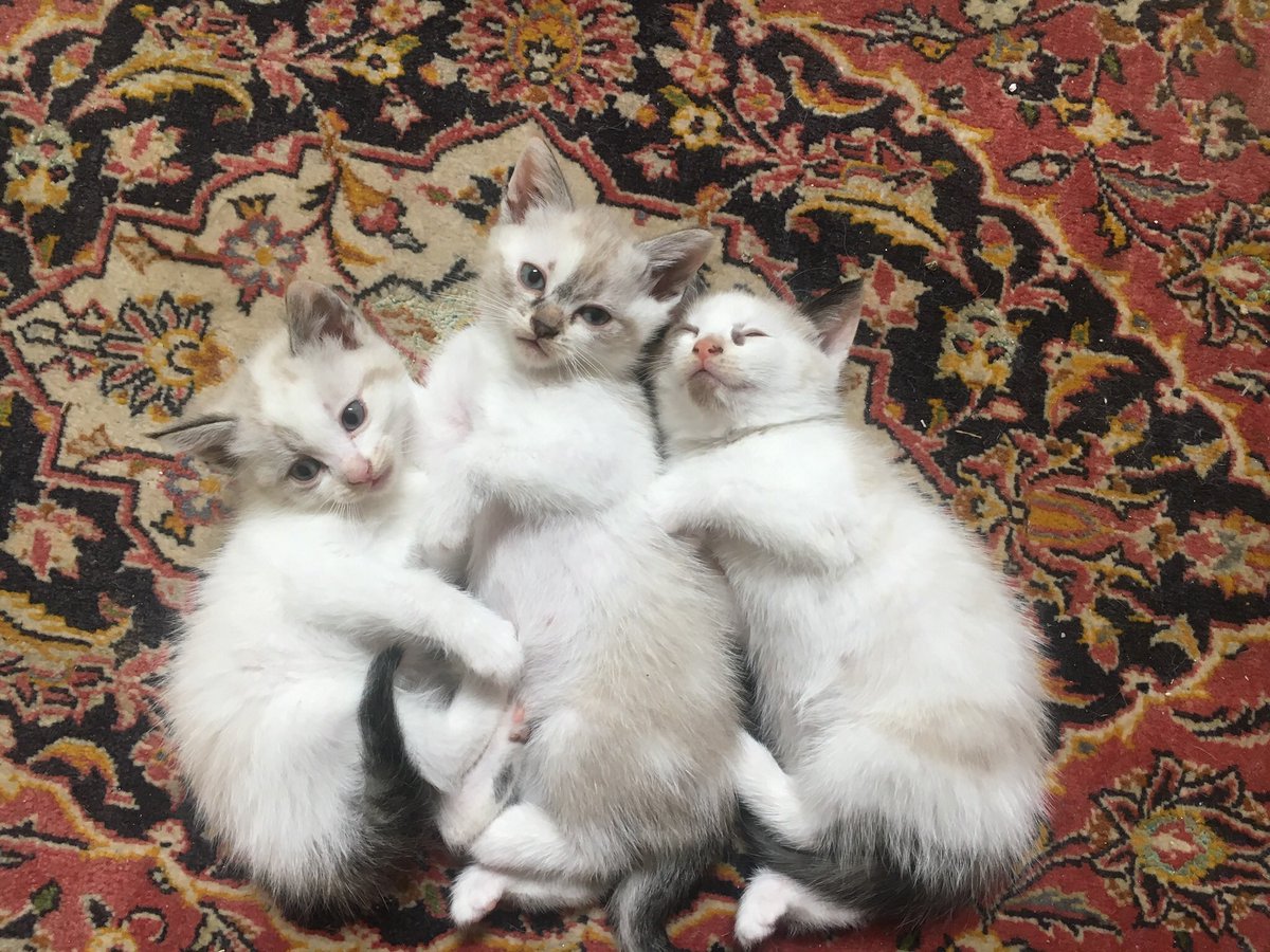 Chaton A Donner Toulouse Igf abc