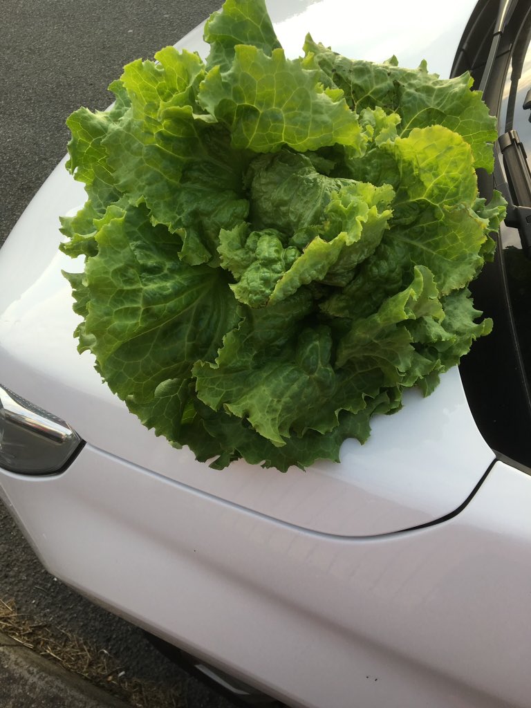 dad2alys's tweet photo. A little bit of homegrown lettuce to go with lunch tomorrow. Can't wait for the peas, tomatoes, cucumbers, courgettes and broad beans to fill out ready for picking. Not forgetting the onions, spring onions, radish and more.Can't beat homegrown  #plot47 #growingourown #Anglesey https://t.co/H7Vov7B7cw
