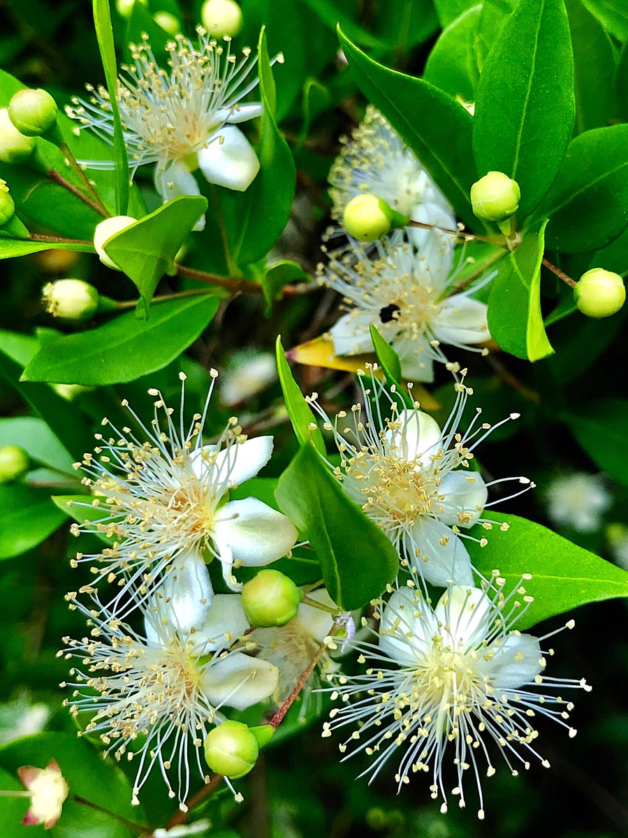 の 花 の 別名 梅 梅（ウメ）