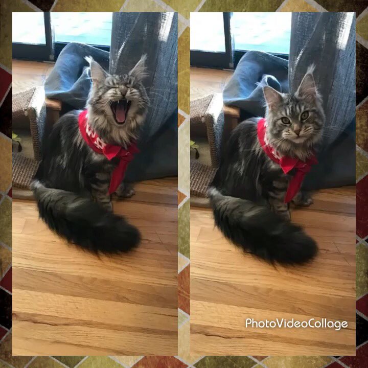 McK_Utah's tweet photo. For “virtual bring your pet to work day”, Abba was like “But moooooom??!!...fine...” #MYBIOFIREPET #BIOFIREDX https://t.co/7E1UPLtobe