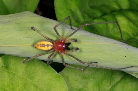 原田 たいぞう 日本にいる蜘蛛で毒持ってんのはこいつら 最初からセアカゴケグモ カバキコマチグモ ハイイロゴケグモ だけよ 無毒の蜘蛛でも噛む奴は噛むで