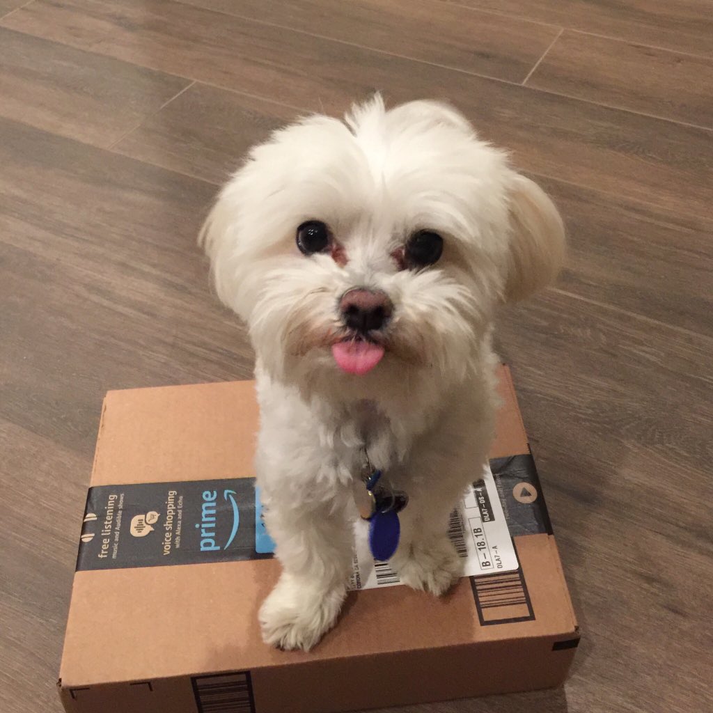 Jonny_Calderon_'s tweet photo. dog carrier: $15
goggles: $5
being able to force my dog into spending time with me: priceless https://t.co/2TSaUGpIe4