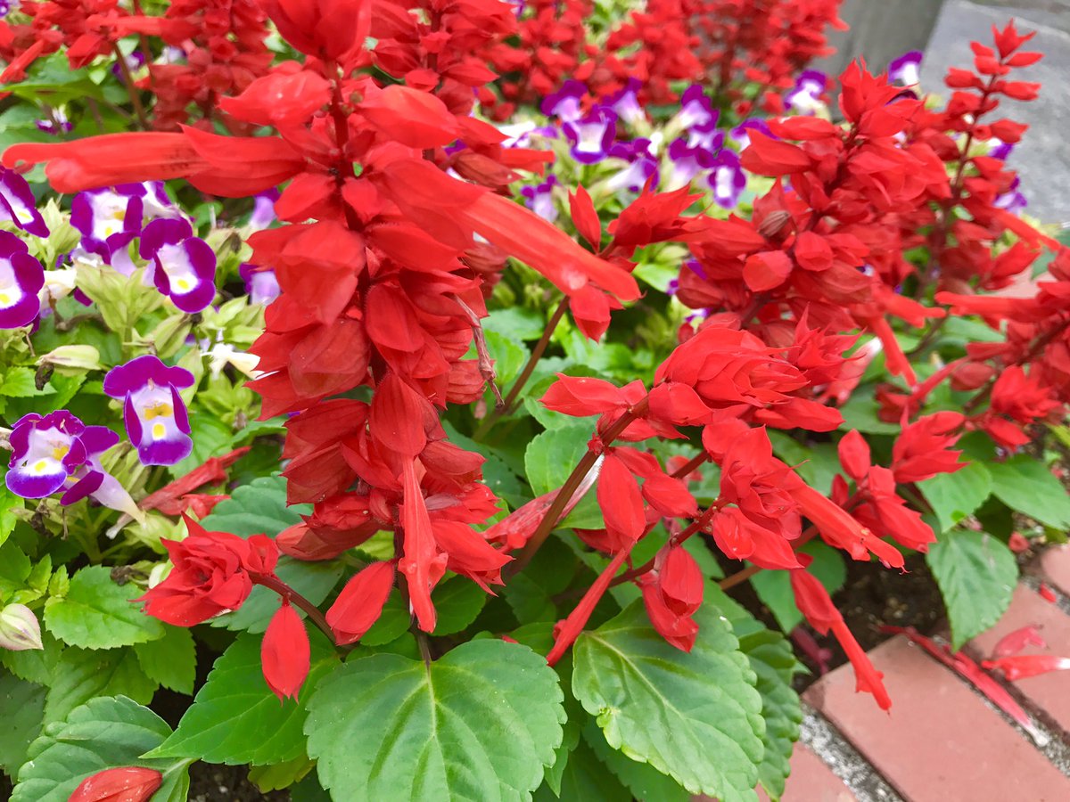 Shusei בטוויטר 子供の頃 あるいは現在でも この花の蜜吸った事ある人はいいねで教えてください