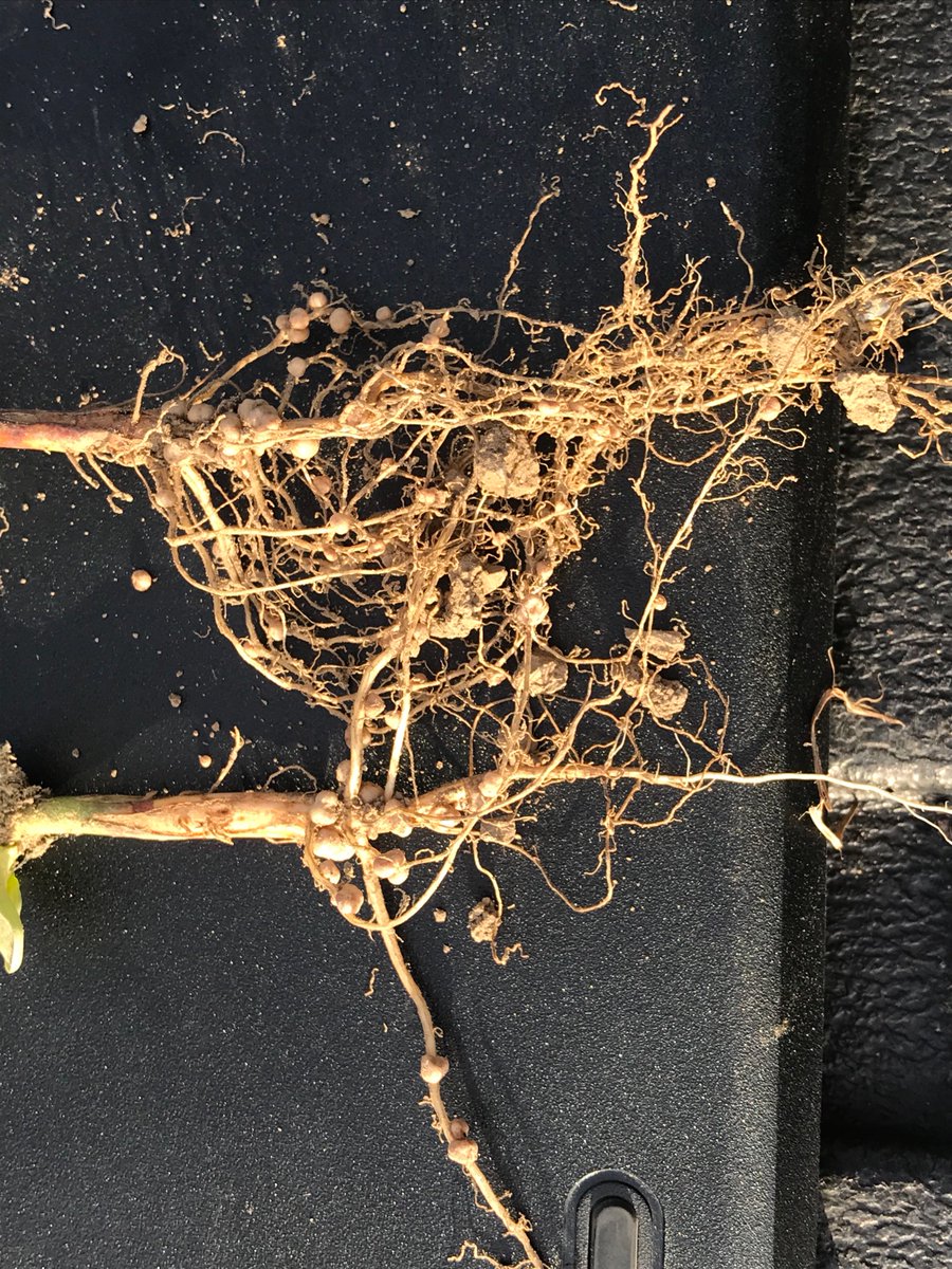 vannesjim's tweet photo. Its go time. Excellent nodulation. #Verdesian, #PresideCL, #Sevita, #DH530 https://t.co/ZouPD1BQE3