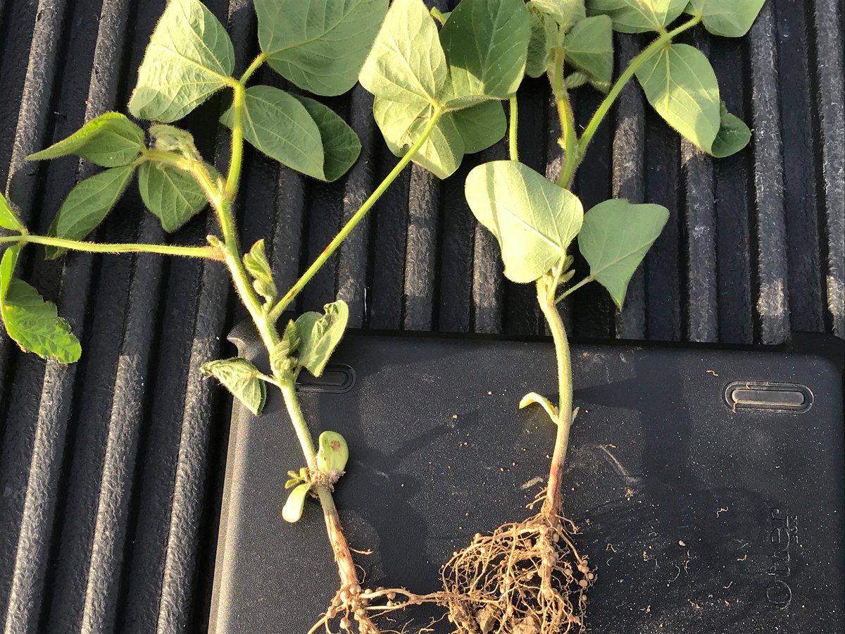 vannesjim's tweet photo. Its go time. Excellent nodulation. #Verdesian, #PresideCL, #Sevita, #DH530 https://t.co/ZouPD1BQE3