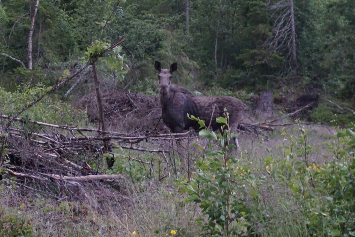 Manolinaqua's tweet photo. Another amazing day down! We had a slight delay due to a #moose sighting, but we finally found a camping spot for the night. Next stop #Trondheim.

#ManolinInNature #Aquaculture #havbruk

#SalmonGroup @hatchblue1 @NCESeafood @BTOnews @DNB_Bank https://t.co/MbQXb5wlId