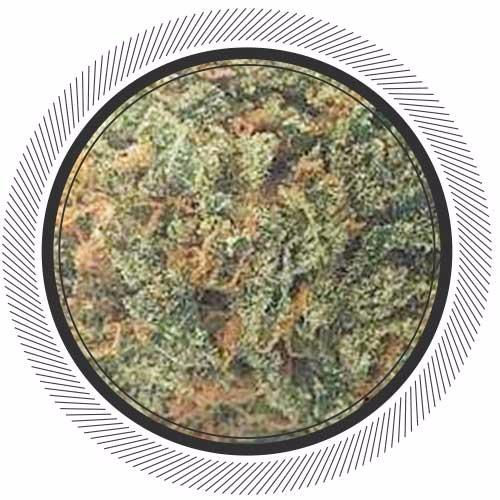 getwhitepalm's tweet image. Sugar Shack is a moderate, indica-dominant hybrid. Great for nighttime or evening use, this strain provides users with a mild head and body-heavy sensation. 
~
Effects: Happy, Uplifted, Relaxed
Medical: Stress, Fatigue, Insomnia
~
THC: 22%