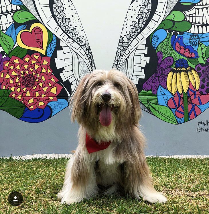 MsdSpot's tweet image. Come out tomorrow to spend some time with the therapy dogs!!! Paint some rocks, and beat on some drums!