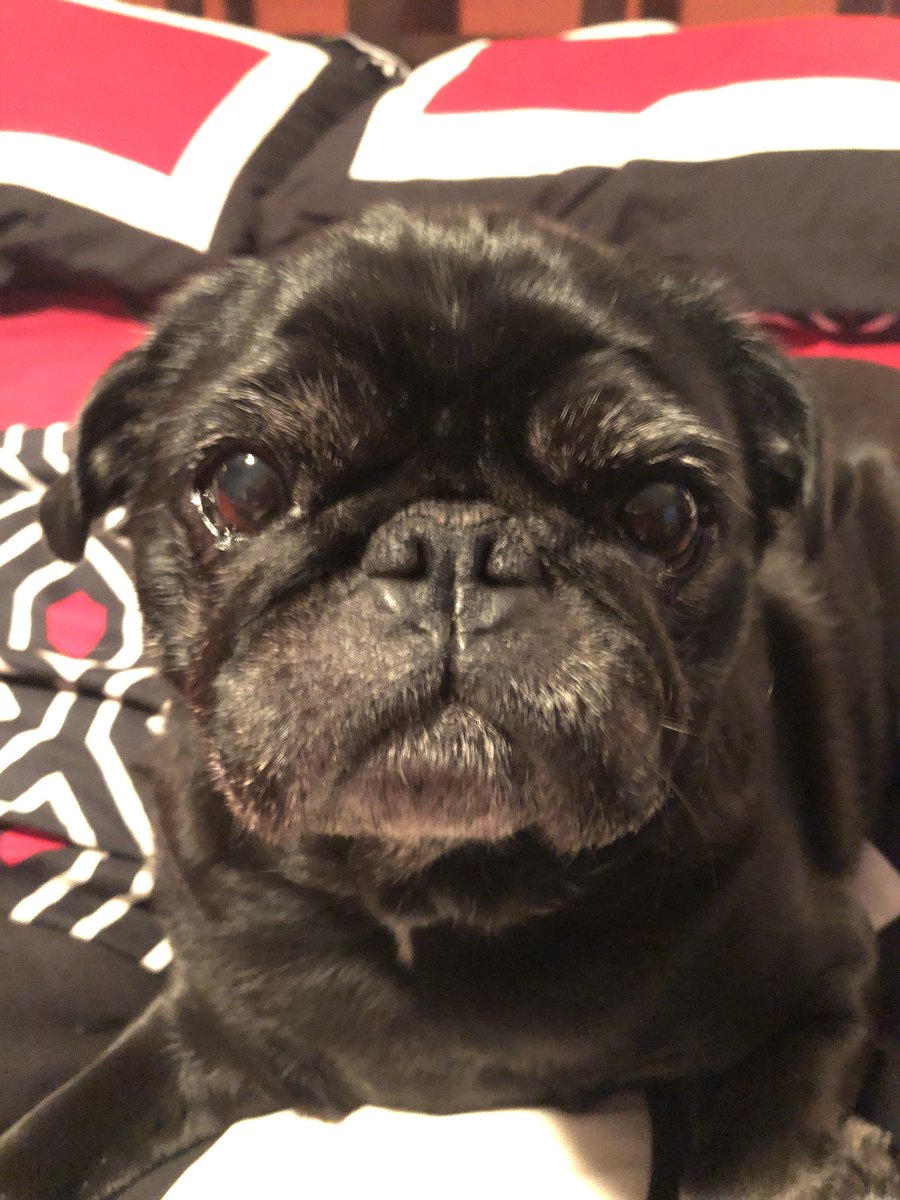 eLeevee's tweet photo. Webster Baraka Levy sending NY❤️ #pugchat https://t.co/83EJXoooVi