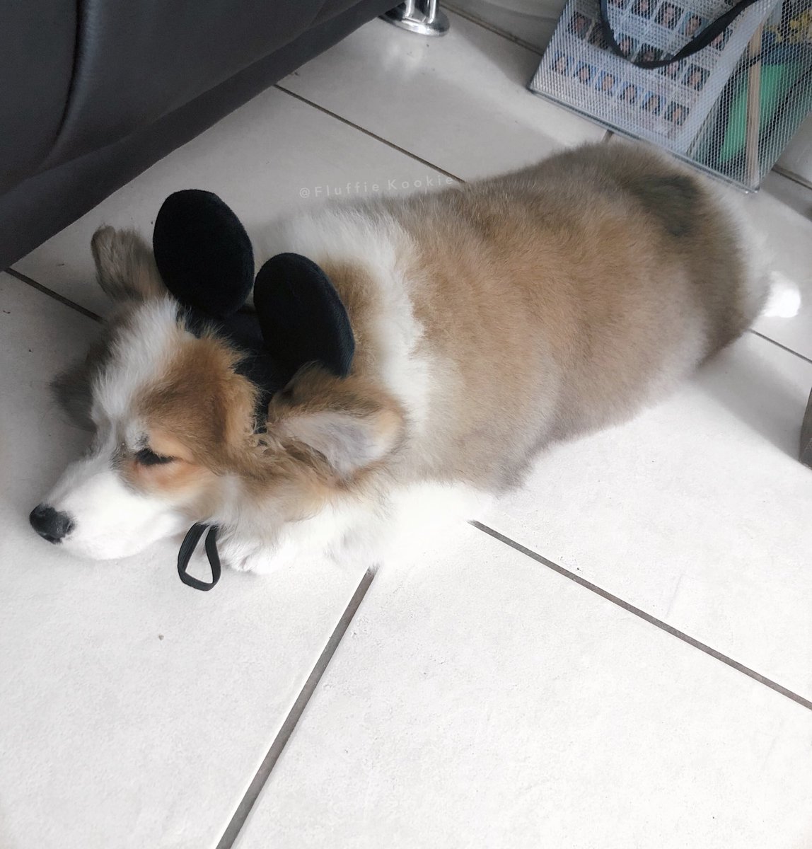 KookieFluffie's tweet photo. Dreaming about Mickey Mouse and wanting to be like him . 🐶💤🐭🌈✨ #allaboutcorgis #corgipuppy #corgidreams
https://t.co/WoTxRbhxya
.
.
.
#corgi #corgibutt #mickeymouse #Dailyroutin #puppy #doglover #dog #fluffy #fluffybut #fluffydog #corgilover #monday #weekday #dreaming https://t.co/62Y27jCnHf