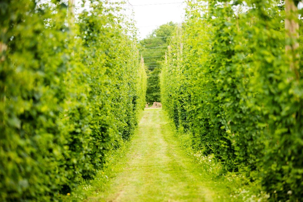 Our Hops are reaching for the wire  - mailchi.mp/545e2e8335b9/o…