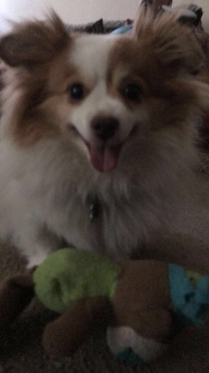 officallyB's tweet image. One happy dog mom🐷❤️