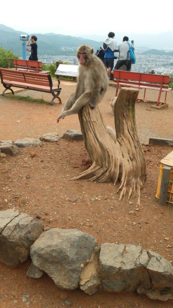 ceorje's tweet image. #monkeypark #arashiyama
