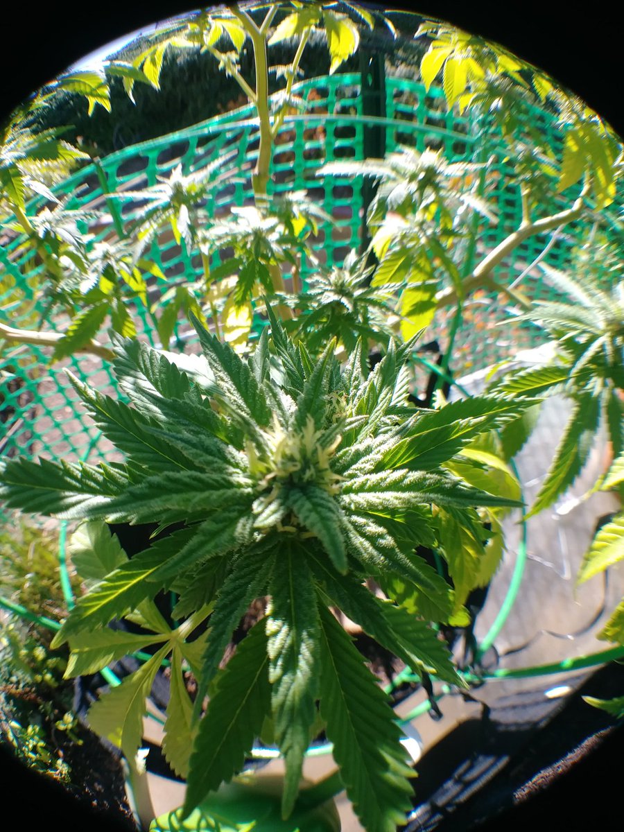 ladybuggedhc's tweet photo. My gorgeous #SkywalkerOG showing her beauty. Her #buds are thickening, she's really filling in nicely 🌱
#FirstLegalGrow #Marijuana #MedicalMarijuana #Cannabis #Growing #MedicalGarden 💚 https://t.co/spZyTqB510