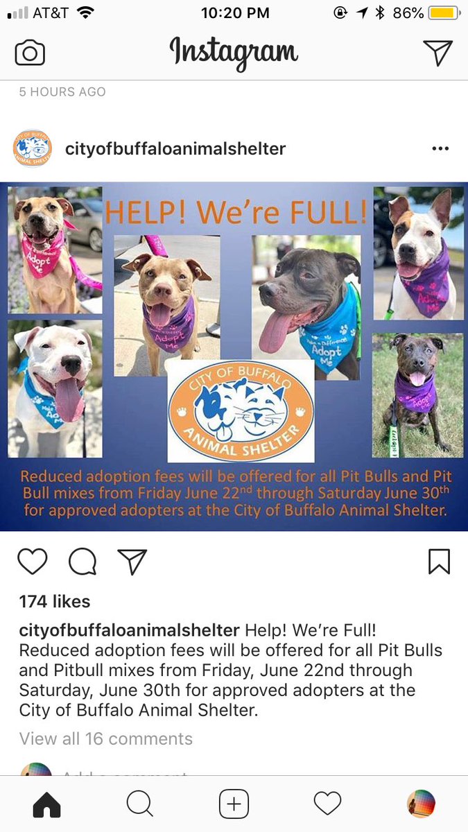 victoriaabryn's tweet photo. PSA: the City of Buffalo Animal shelter is FULL ‼️
due to desperate need for space, all pit bulls/pit bull mixes are LESS THAN HALF THE ADOPTION FEE!! 

RT and you could not only help a sweet dog get their forever home, but help a person find their best friend🐶💞 https://t.co/edFihaViEN
