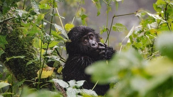 Ecogranjero's tweet photo. Ya desapareció la mitad de los animales que vivieron en la Tierra
Cada año dos especies de vertebrados desaparecen por completo del planeta https://t.co/HWUWWViB1d