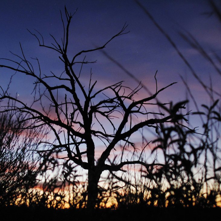 convex_photo's tweet image. desert tree - near Uluru, NT #nature #australia #travel #desert #sunset