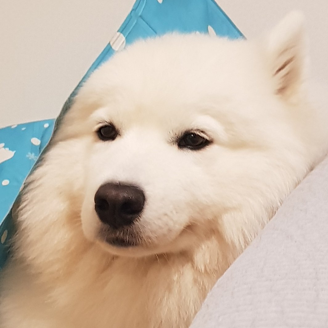 이건 또 뭐하는 짓인지 귀찮고 어이없는 강아지