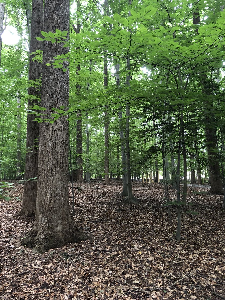 EMGLoaiza's tweet photo. At EML mid-year residency. So lucky to have this time to grow and reflect. Today's reflection walk through nature. #DCEML #MyEML #Georgetown #DCPS https://t.co/TdxGb0KKzV