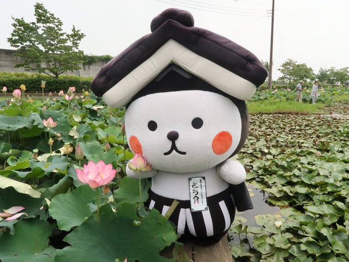 関東の睡蓮の花や蓮池の名所18 開花状況や見頃時期 まったりと和風