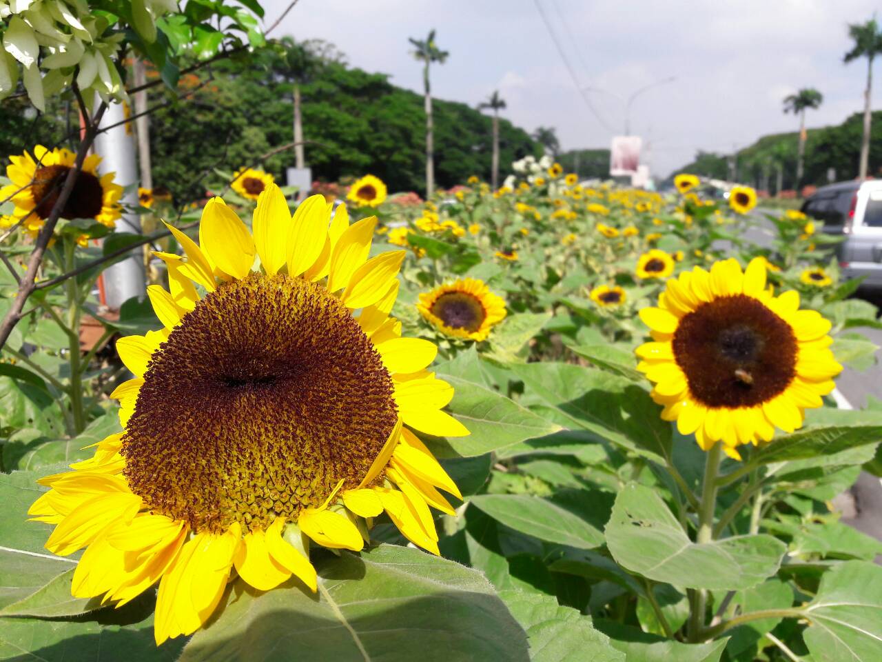 Philippine News Agency on Twitter "LOOK UP Diliman’s iconic row of