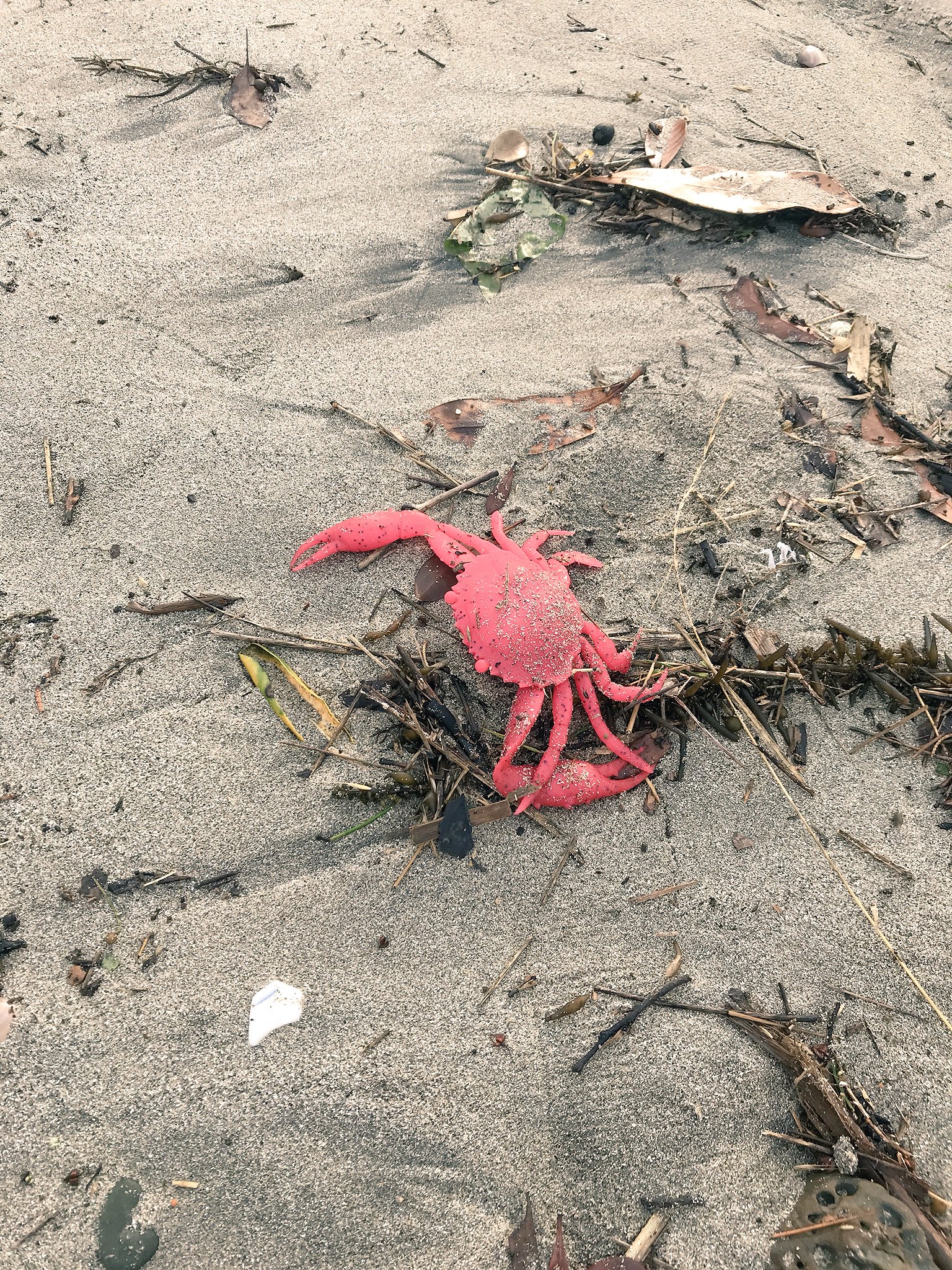 まずりん 鎌倉に来ています これは浜辺に打ち上がったカニのおもちゃ T Co Eaqc3zg6 Twitter